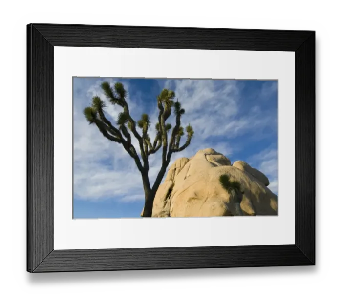 Framed Print : Joshua Tree, (Yucca brevifolia), Joshua Tree National Park, California, USA Framed Print : Joshua Tree, (Yucca brevifolia), Joshua Tree National Park, California, USA