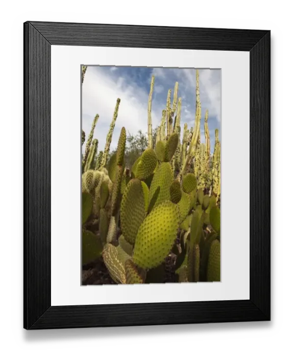 Framed Print : USA, North America, Arizona Framed Print : USA, North America, Arizona