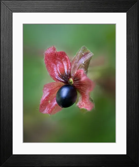 Framed Print : USA, Colorado. Black twinberry bract and berry along a roadside Framed Print : USA, Colorado. Black twinberry bract and berry along a roadside