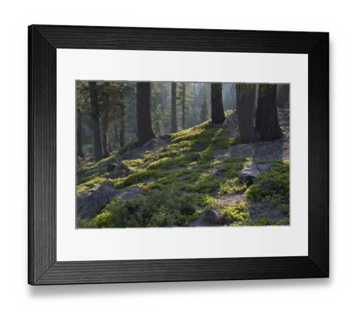 Framed Print : Forest, Lassen Volcanic National Park, Mount Lassen, California, USA Framed Print : Forest, Lassen Volcanic National Park, Mount Lassen, California, USA