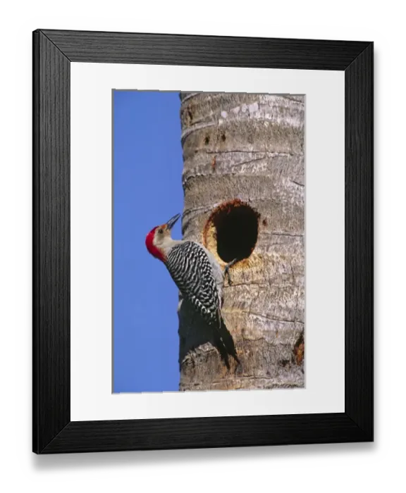 Framed Print : North America, USA, Florida, Everglades National Park. A male Red-bellied Woodpecker