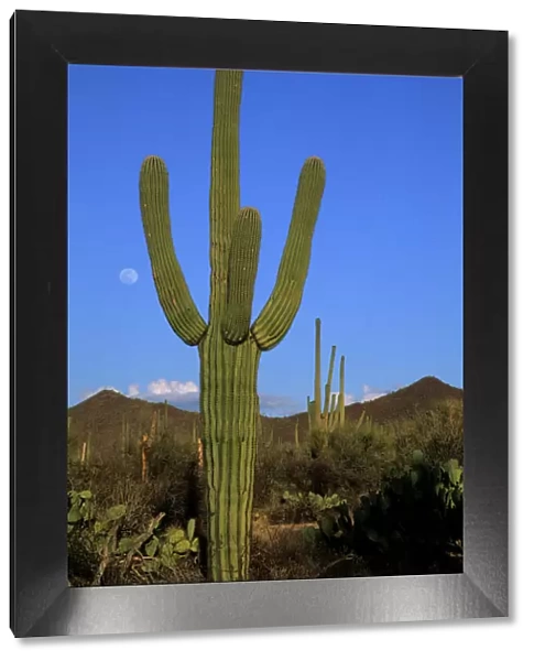 Giant saguaro cactus (Cereus giganteus), Saguaro National Park, Tucson, Arizona