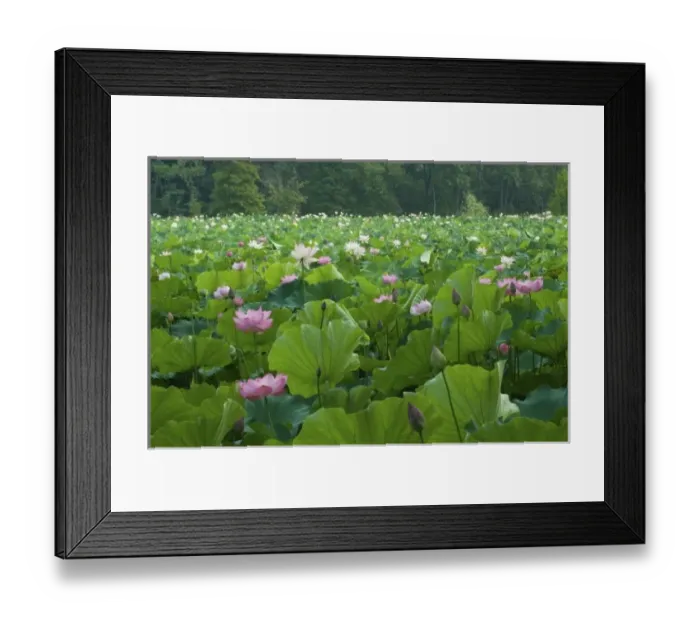 Framed Print : USA, DC, Washington, Kenilworth Aquatic Gardens, large pond filled with pink Framed Print : USA, DC, Washington, Kenilworth Aquatic Gardens, large pond filled with pink