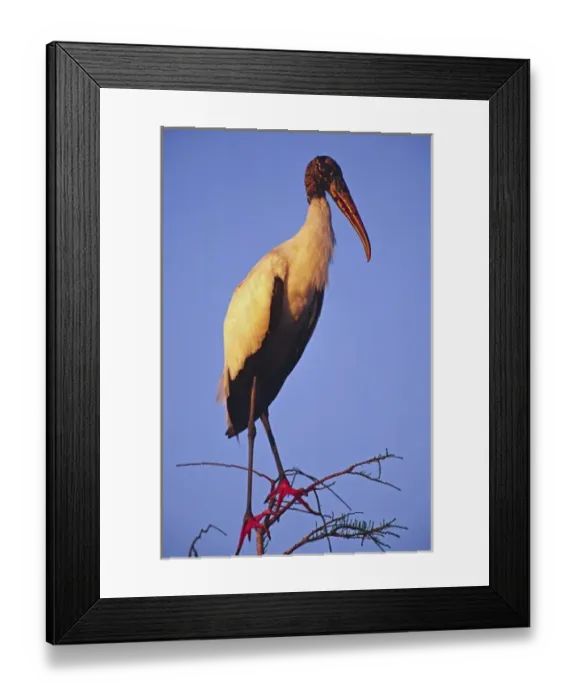 Framed Print : North America, USA, Florida, Everglades National Park. Wood Stork (Mycteria americana) Framed Print : North America, USA, Florida, Everglades National Park. Wood Stork (Mycteria americana)