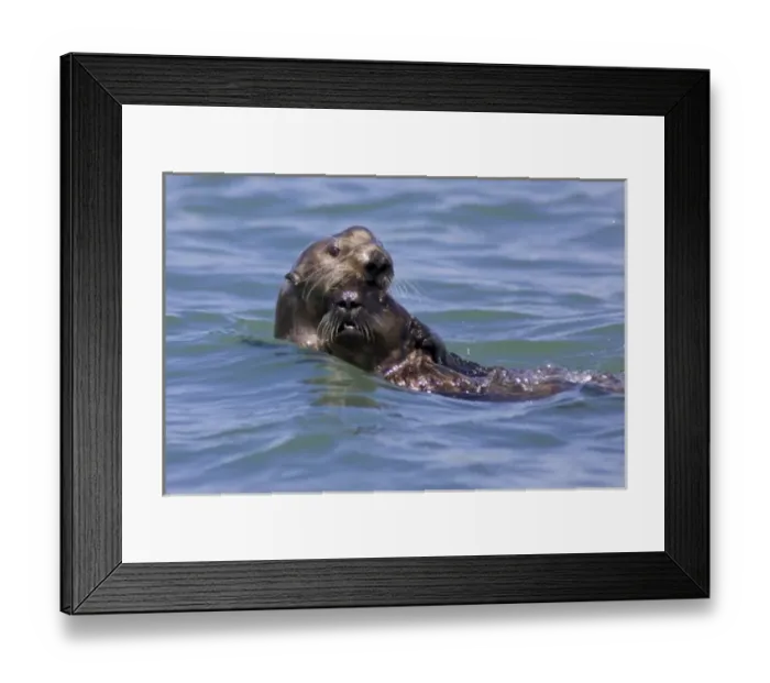 Framed Print : California Sea Otter and Pup (Enhydra lutris) - Moss Landing, California