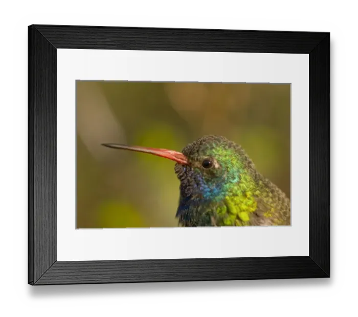 Framed Print : A colorful and curious broad-billed hummingbird (Cynanthus latirostris) in Saguaro National Park
