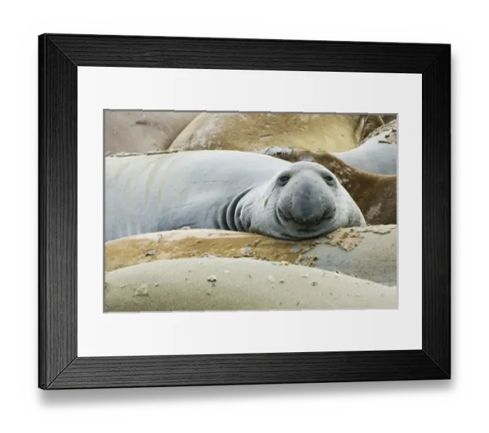 Framed Print : USA, North America, California Framed Print : USA, North America, California