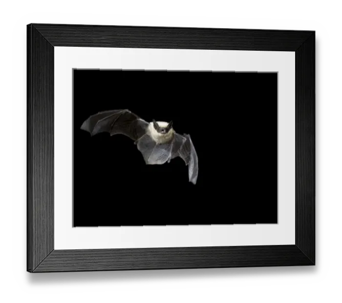 Framed Print : California Myotis, Myotis californicus, flying at night in Arizona, USA Framed Print : California Myotis, Myotis californicus, flying at night in Arizona, USA