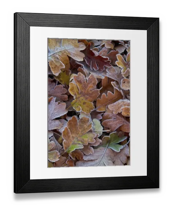 Framed Print : Blue oak leaves fallen and frosted in the morning near the Siskyou Pass in Northern California Framed Print : Blue oak leaves fallen and frosted in the morning near the Siskyou Pass in Northern California