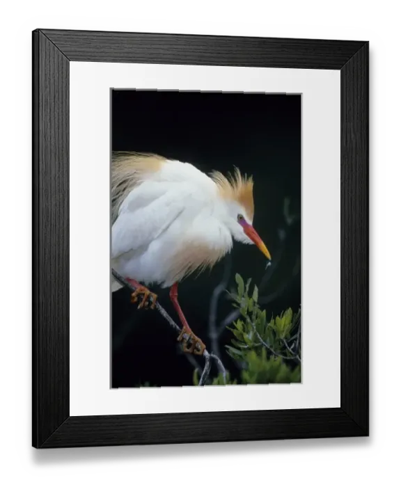 Framed Print : USA, Florida. Cattle egret on tree branch
