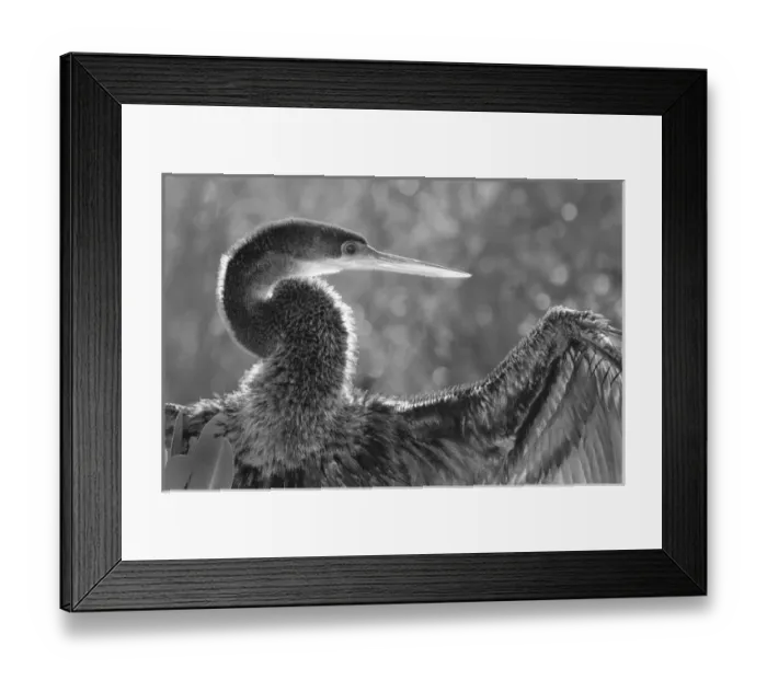 Framed Print : North America, USA, Florida, Merritt Island, sunning anhinga spreads her wings to dry Framed Print : North America, USA, Florida, Merritt Island, sunning anhinga spreads her wings to dry