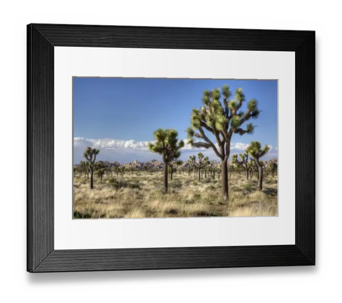 Framed Print : Joshua Tree NP, Joshua trees