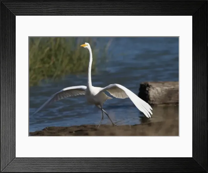 Framed Print : Egret, Marin Headlands, California