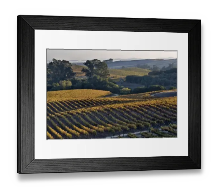 Framed Print : USA, California, Napa Valley. View of vineyard and Pablo Bay in the San Francisco