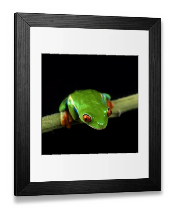 Framed Print : USA. Up close portraits of green tree frogs Framed Print : USA. Up close portraits of green tree frogs
