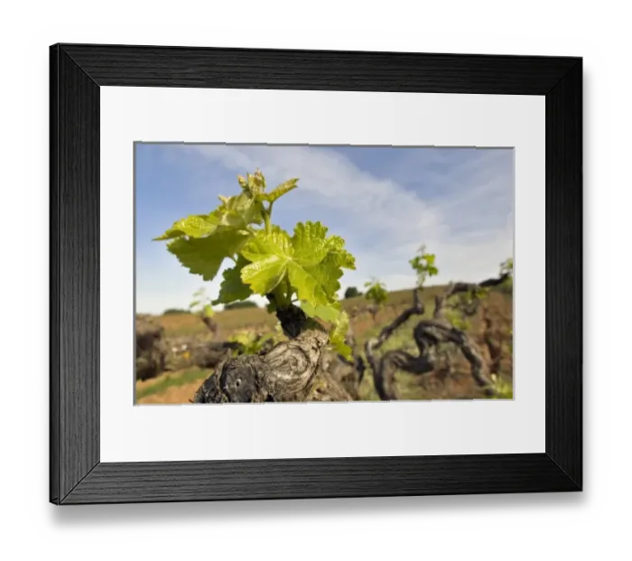 Framed Print : Unknown. Close up of young Zinfadel leaves in Deaver Winery vineyards Gold country Framed Print : Unknown. Close up of young Zinfadel leaves in Deaver Winery vineyards Gold country