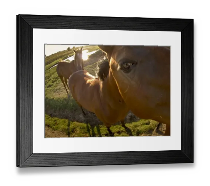 Framed Print : USA, California, Fresno, horses Framed Print : USA, California, Fresno, horses