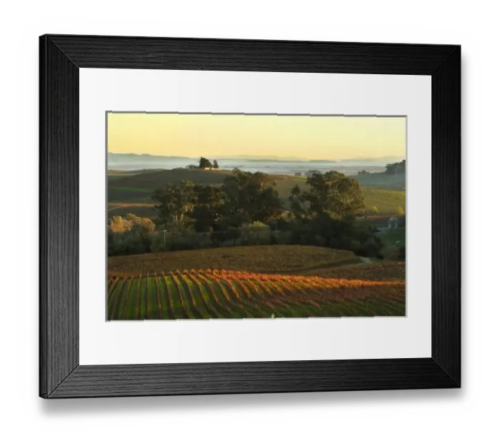 Framed Print : Vineyard view from Artesa Winery with Vallejo and Benecia in the background. North America Framed Print : Vineyard view from Artesa Winery with Vallejo and Benecia in the background. North America