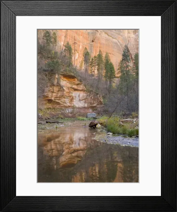 Framed Print : AZ, Arizona, Oak Creek Canyon, Coconino National Forest, West Fork of Oak Creek in Fall
