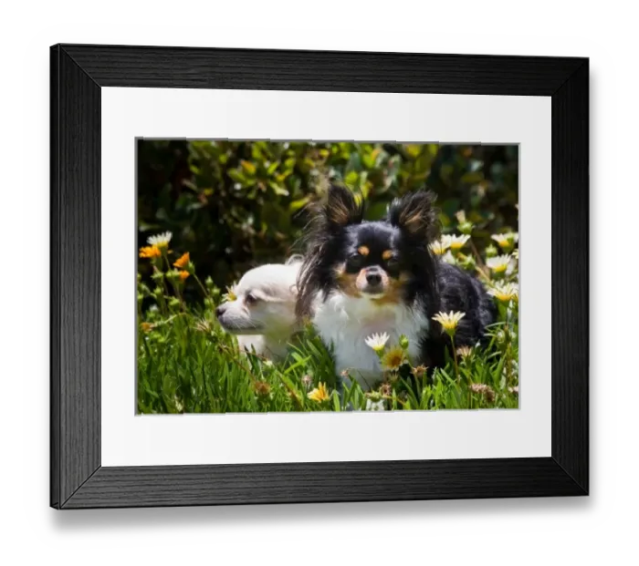 Framed Print : USA, North America, California Framed Print : USA, North America, California
