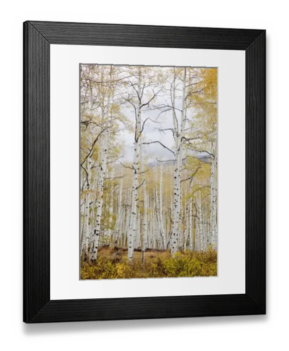 Framed Print : USA, North America, Colorado