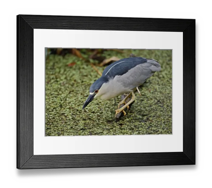 Framed Print : USA, North America, Florida Framed Print : USA, North America, Florida