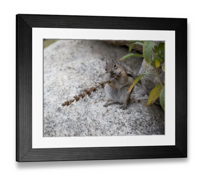 Framed Print : North America - USA - Colorado - Rocky Mountain National Park. Golden-mantled ground Framed Print : North America - USA - Colorado - Rocky Mountain National Park. Golden-mantled ground