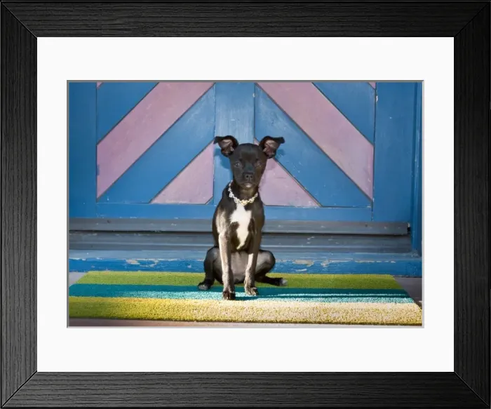 Framed Print : A Chihuahua sitting on a colorful mat in front of a colorful door