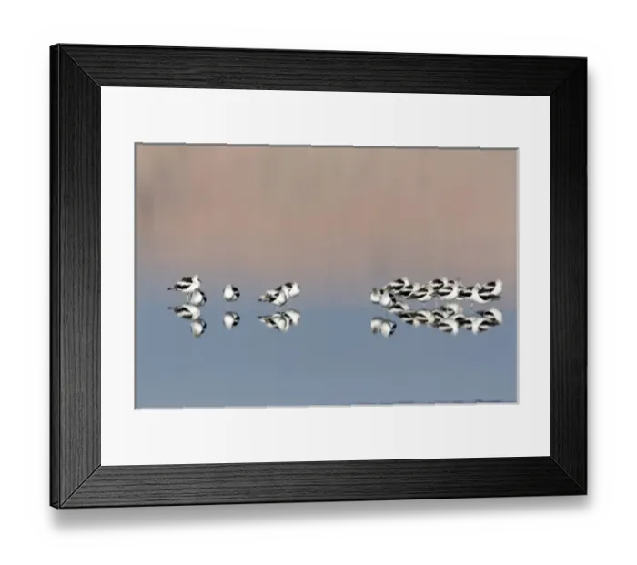 Framed Print : USA - California - Imperial County - Salton Sea area - American Avocet Framed Print : USA - California - Imperial County - Salton Sea area - American Avocet