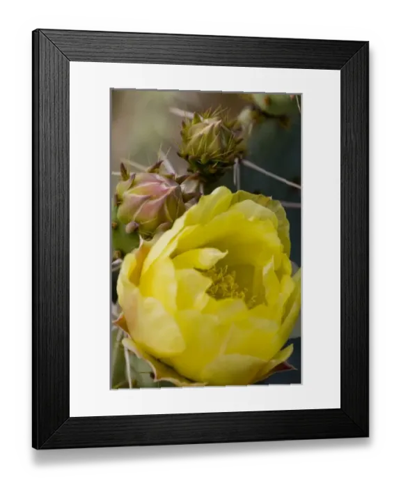 Framed Print : Engelmann Prickly Pear Cactus Flower, Opuntia engelmannii, Sonoran Desert, High Desert Park Framed Print : Engelmann Prickly Pear Cactus Flower, Opuntia engelmannii, Sonoran Desert, High Desert Park