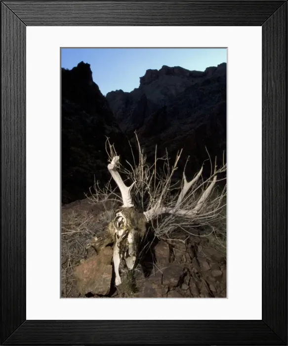 Framed Print : Mule deer, Odocoileus hemionus, Grand Canyon National Park, Arizona Framed Print : Mule deer, Odocoileus hemionus, Grand Canyon National Park, Arizona