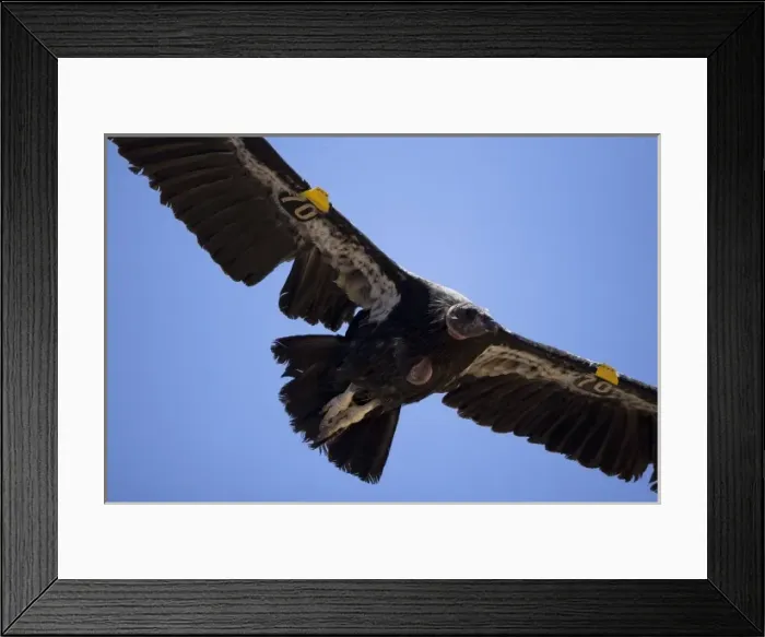 Framed Print : California Condor, Gymnogyps californianus, soaring overhead in Arizona, USA Framed Print : California Condor, Gymnogyps californianus, soaring overhead in Arizona, USA
