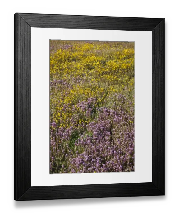 Framed Print : USA, North America, California