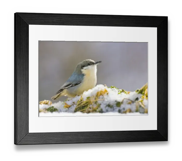 Framed Print : USA, North America, Colorado Framed Print : USA, North America, Colorado