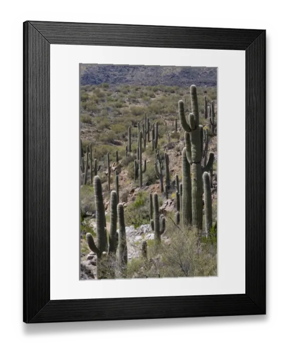 Framed Print : Saguaro Cactus, Carnegiea gigantea, High Desert Park, Sonoran Desert, Bureau of Land Management Framed Print : Saguaro Cactus, Carnegiea gigantea, High Desert Park, Sonoran Desert, Bureau of Land Management