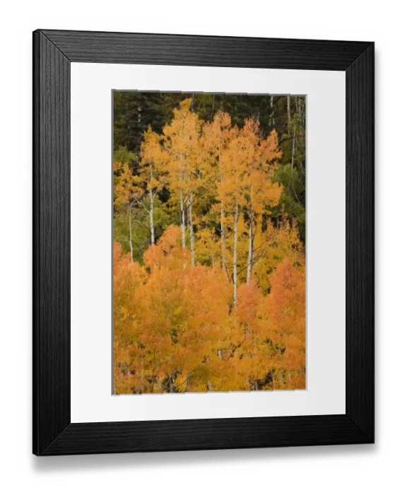 Framed Print : USA, North America, Colorado Framed Print : USA, North America, Colorado