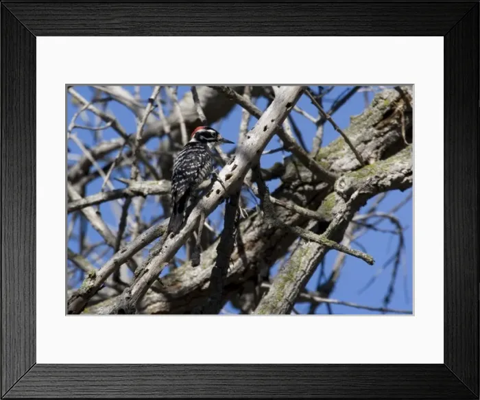 Framed Print : USA - California - San Diego - Nuttalls Woodpecker
