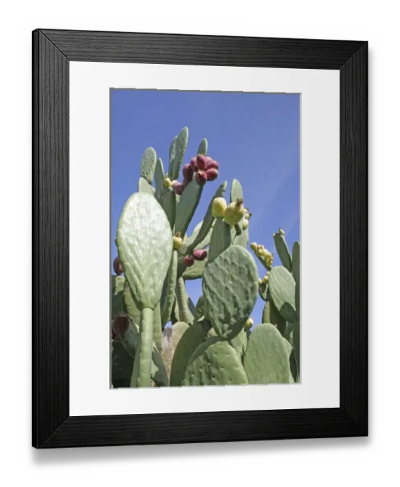 Framed Print : Fruiting cactus Luther Burbank Home and Gardens, Santa Rosa California Framed Print : Fruiting cactus Luther Burbank Home and Gardens, Santa Rosa California