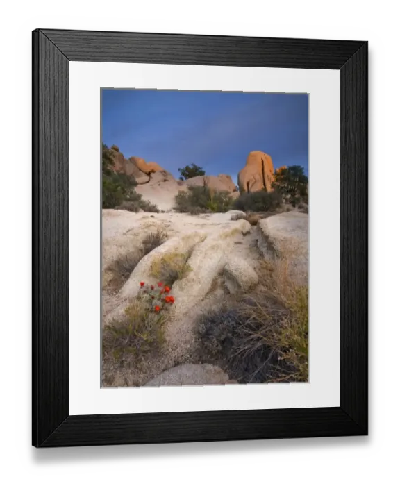 Framed Print : USA, California, Joshua Tree National Park. A desert cactus blooms amidst the park s