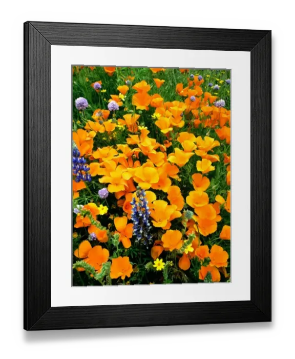 Framed Print : USA, North America, California