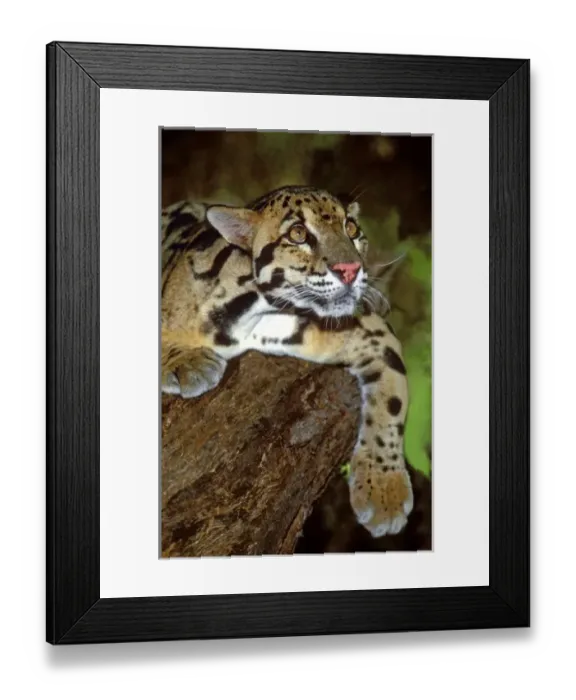Framed Print : USA, North America, California