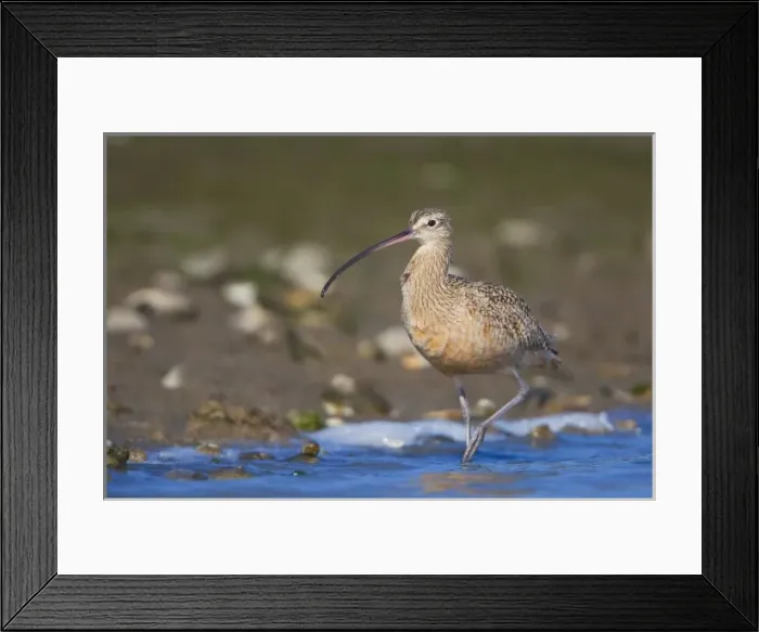 Framed Print : USA, California, Long-billed Curlew