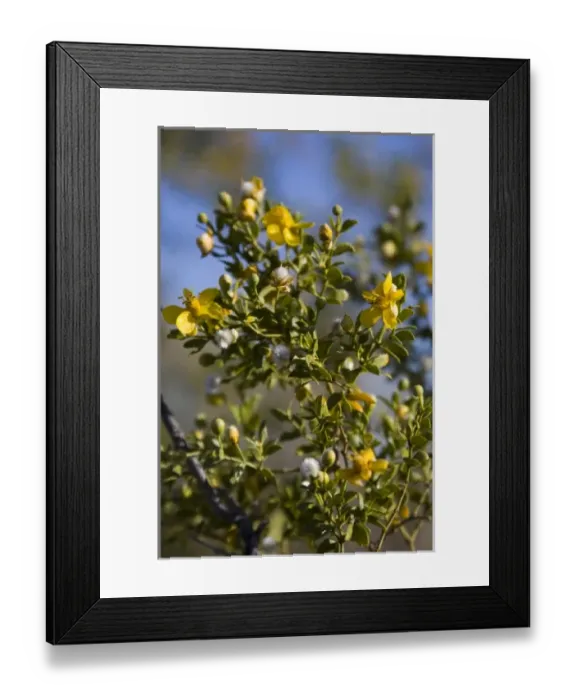 Framed Print : USA, North America, Arizona