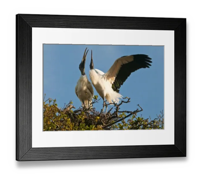 Framed Print : USA, Florida. Wood stork pair on nest in courtship display Framed Print : USA, Florida. Wood stork pair on nest in courtship display