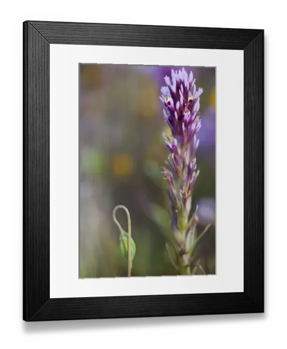 Framed Print : CA, Carrizo Plain NM, Purple Owls clover