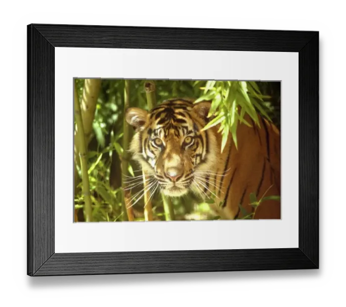 Framed Print : USA, North America, California
