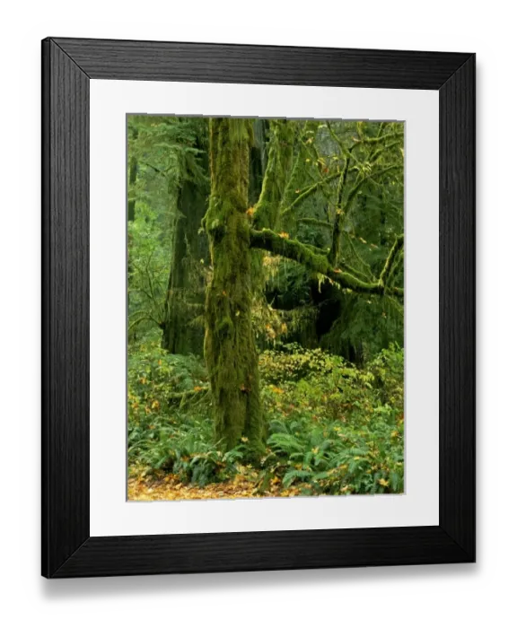 Framed Print : USA, North America, California Framed Print : USA, North America, California