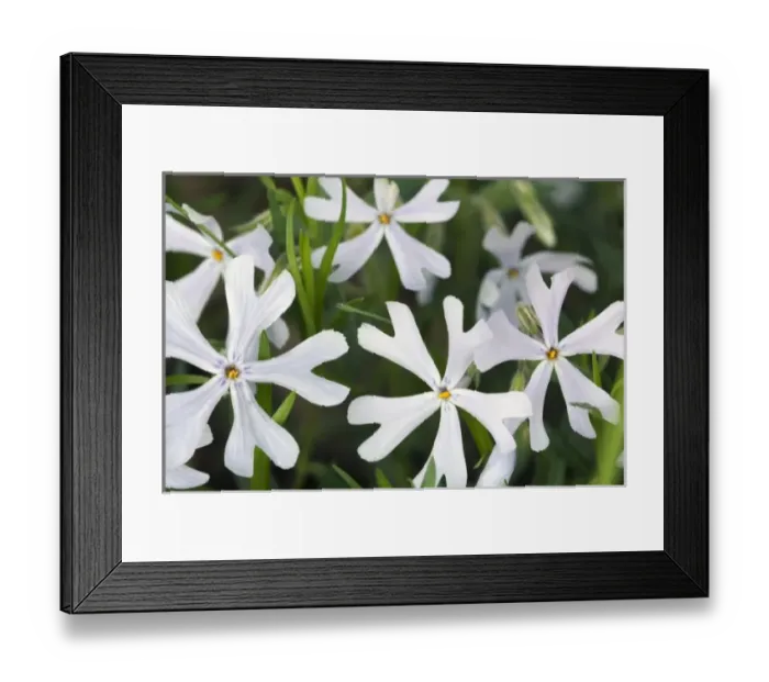 Framed Print : Wildflowers along Steel Creek access, Buffalo National River, Arkansas