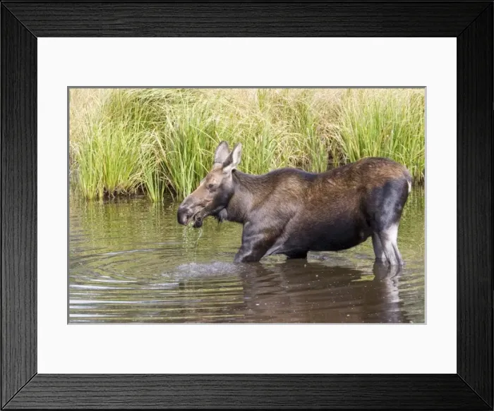 Framed Print : USA, North America, Colorado Framed Print : USA, North America, Colorado