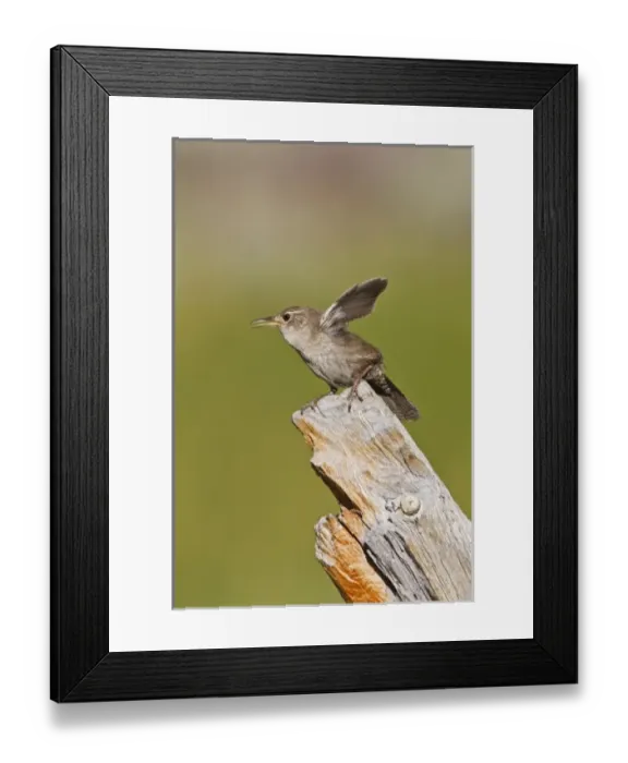 Framed Print : USA, North America, Colorado Framed Print : USA, North America, Colorado